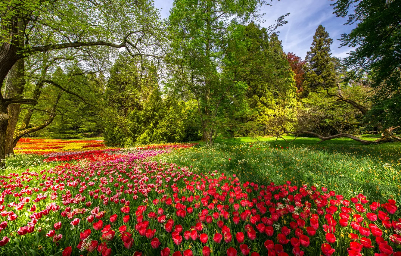 Photo wallpaper trees, flowers, Park, spring, Germany, tulips, Germany, Baden-Württemberg
