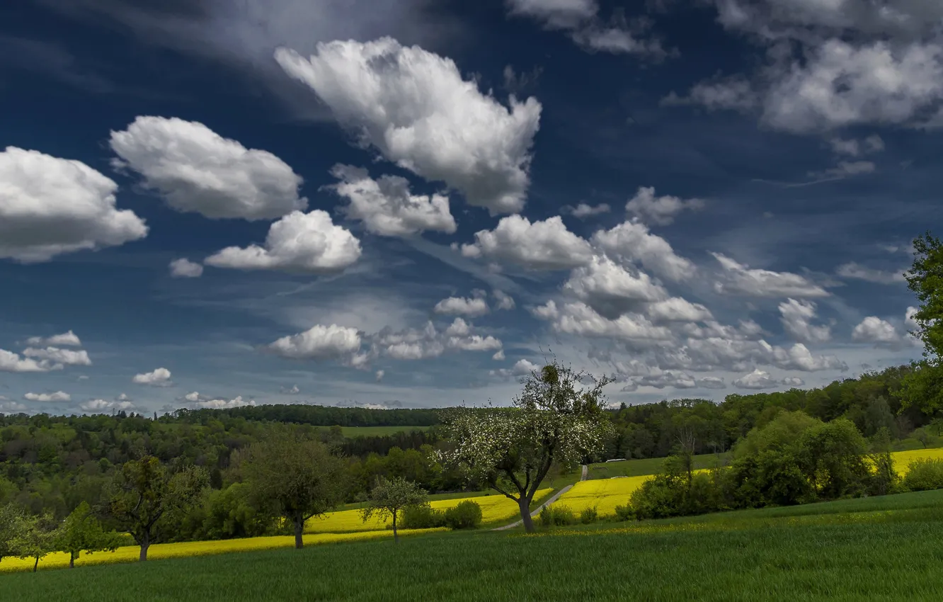 Photo wallpaper greens, field, the sky, clouds, trees, spring, flowering