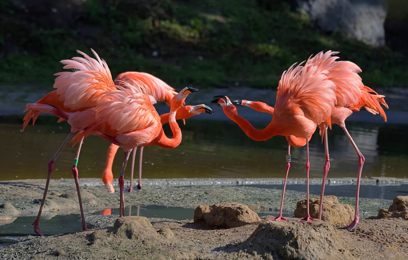 Photo wallpaper pose, river, bird, shore, pack, company, Flamingo, pond