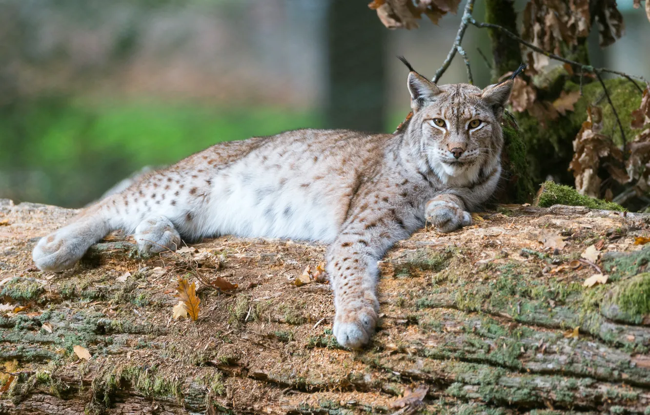 Photo wallpaper lies, log, lynx