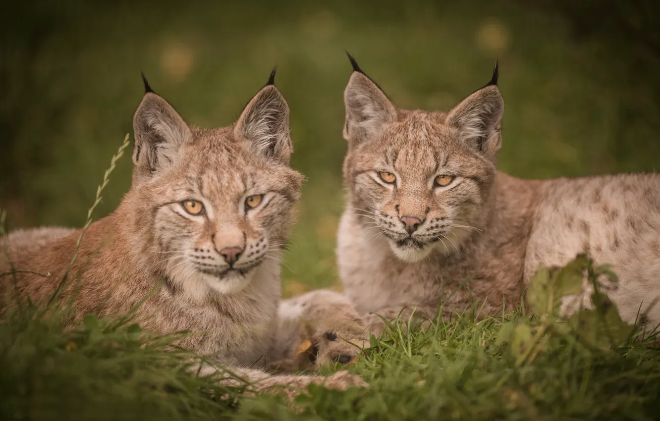 Photo wallpaper look, portrait, cub, kitty, lynx, a couple, Duo, wild cat
