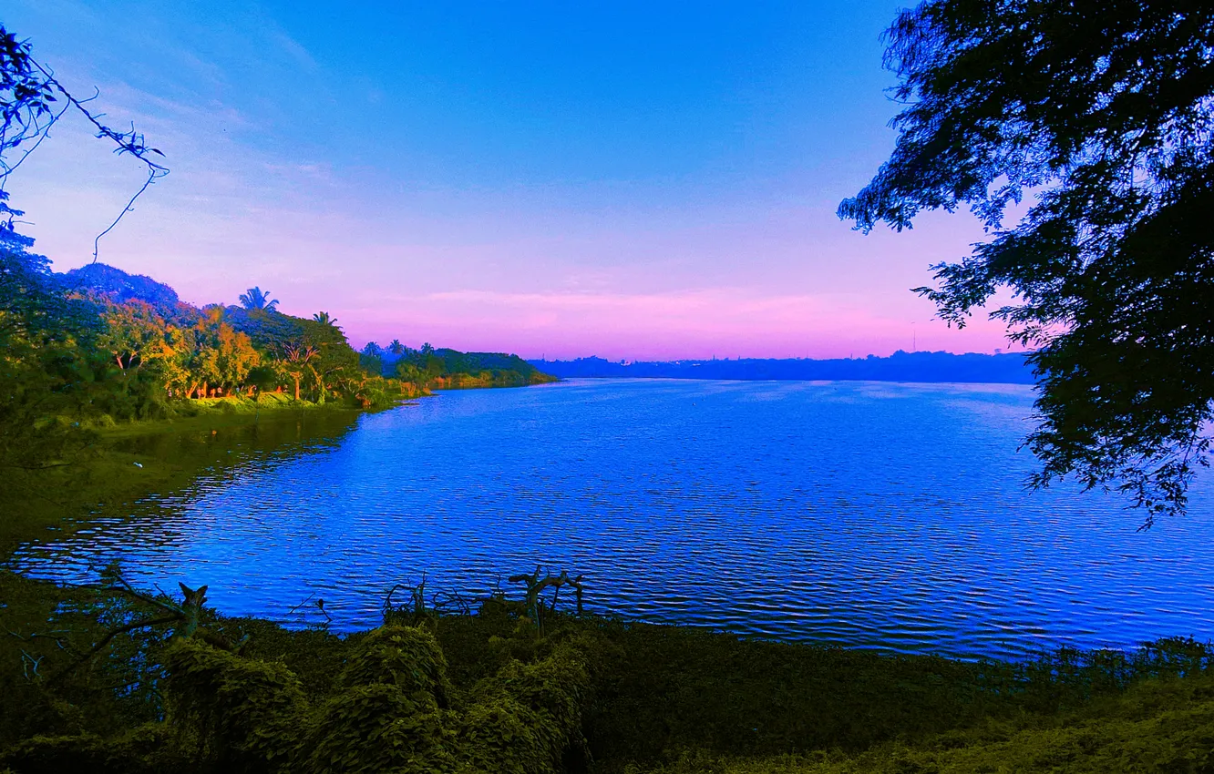 Photo wallpaper grass, sky, trees, water, lake, morning, bushes, sunrise