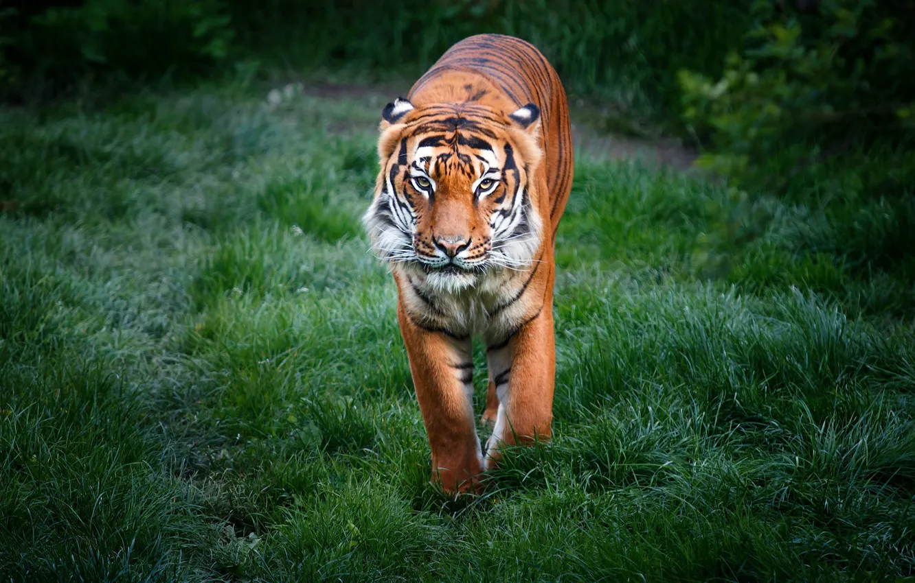Photo wallpaper grass, look, face, tiger, glade, sneaks