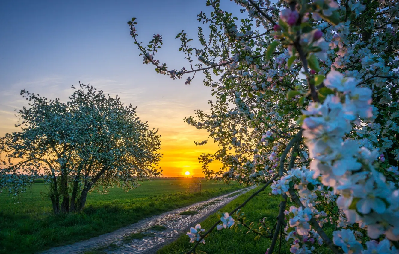 Photo wallpaper the sky, grass, the sun, trees, flowers, branches, Park, dawn