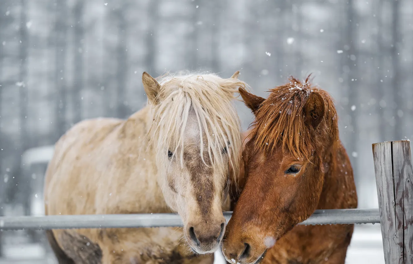Photo wallpaper winter, forest, white, look, face, snow, nature, horse