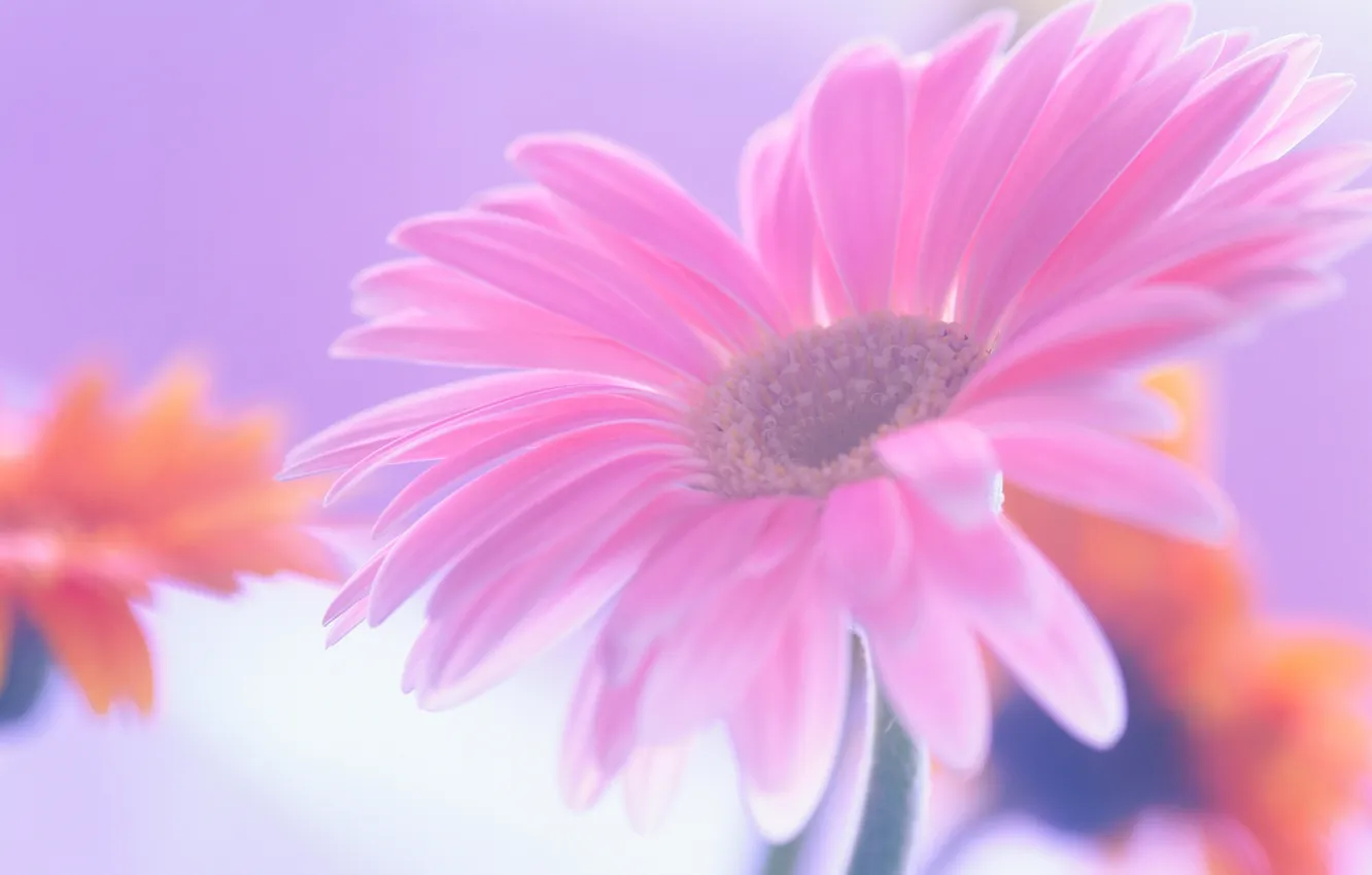 Photo wallpaper flowers, pink, gerbera