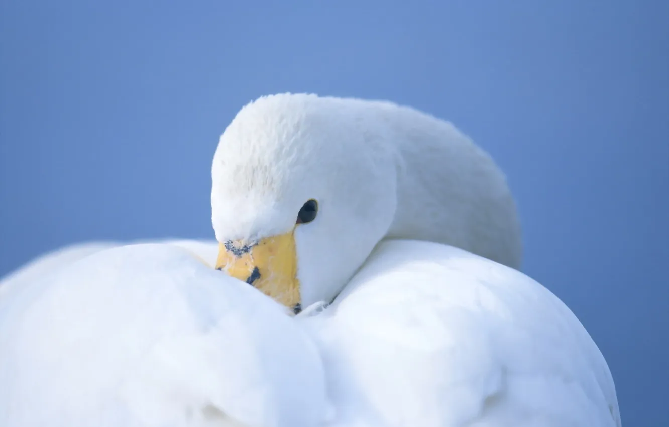 Photo wallpaper white, bird, Swan