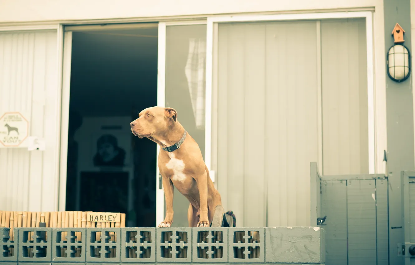 Photo wallpaper home, dog, the guardian
