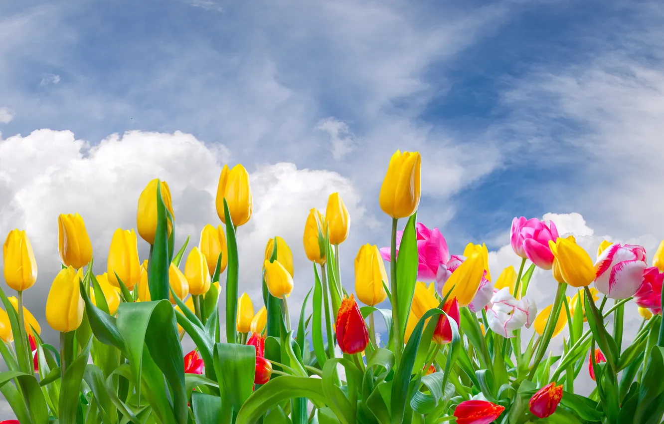Photo wallpaper clouds, flowers, tulips, buds, flowering