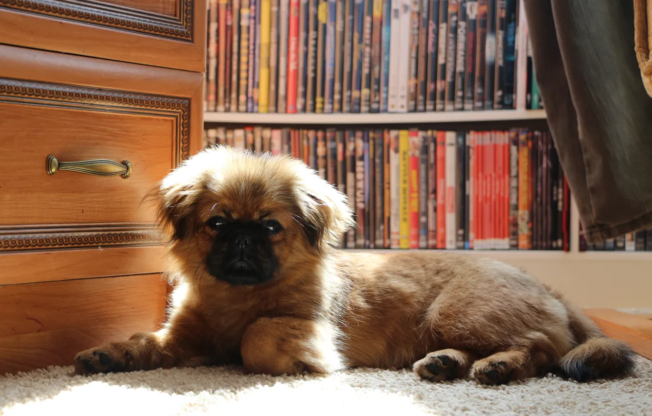 Photo wallpaper puppy, dog, pekin, PEKINGESE, KROPKA