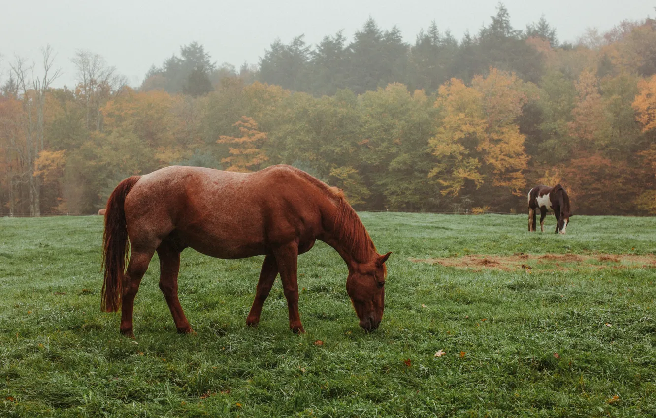 Photo wallpaper field, autumn, forest, nature, horse, horse, pasture, grazing