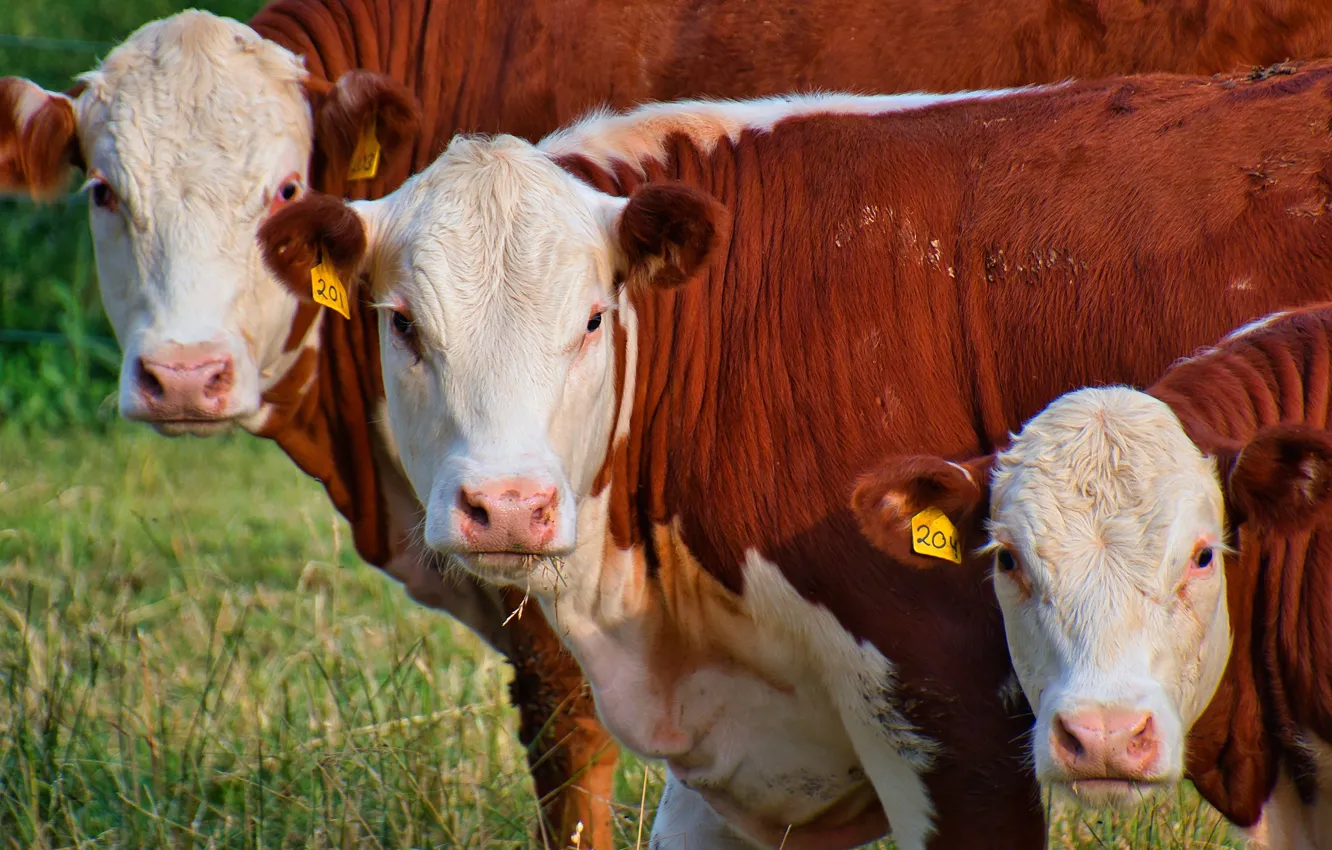 Photo wallpaper face, cows, trio