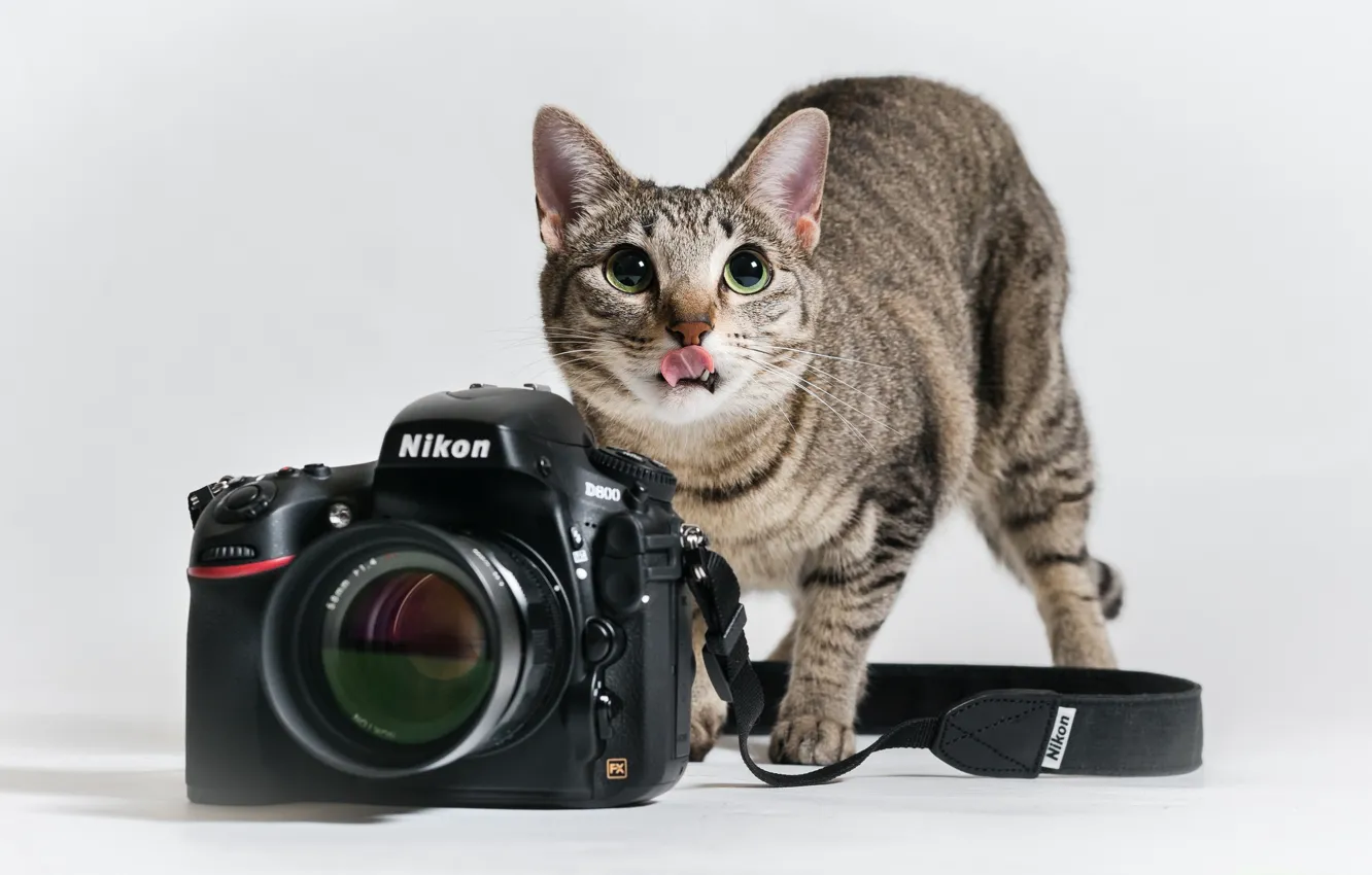 Photo wallpaper language, cat, cat, the camera