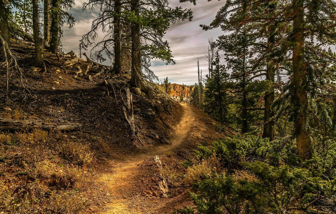 Photo wallpaper forest, clouds, trees, path