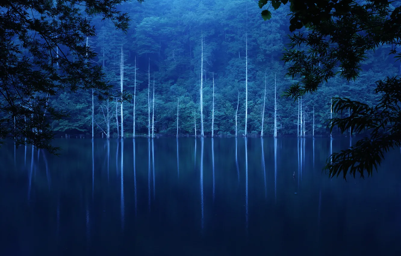 Photo wallpaper forest, trees, night, fog, lake, slope