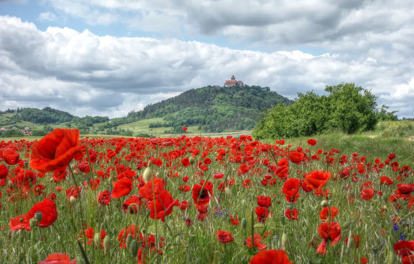 Photo wallpaper field, summer, the sky, clouds, trees, flowers, red, hills
