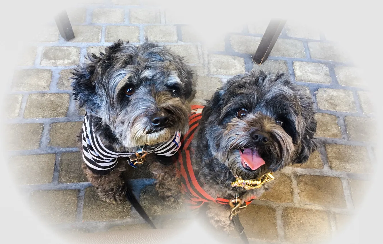Photo wallpaper Kia, mix, mia, small, yorkie, poodle, fluffy, shaggy