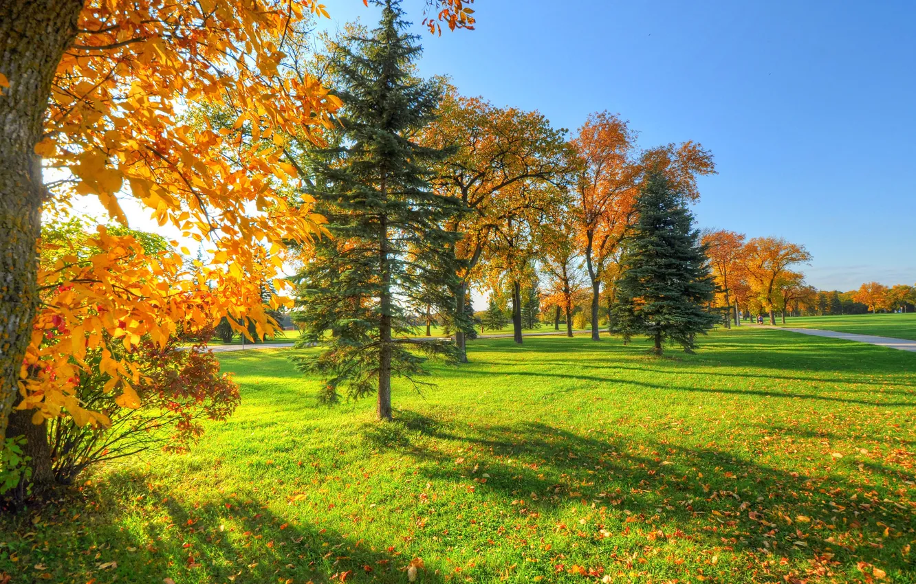 Photo wallpaper autumn, the sky, grass, leaves, trees, Park, track