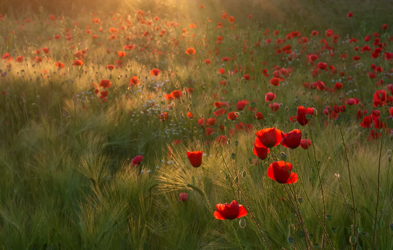 Photo wallpaper field, summer, Maki