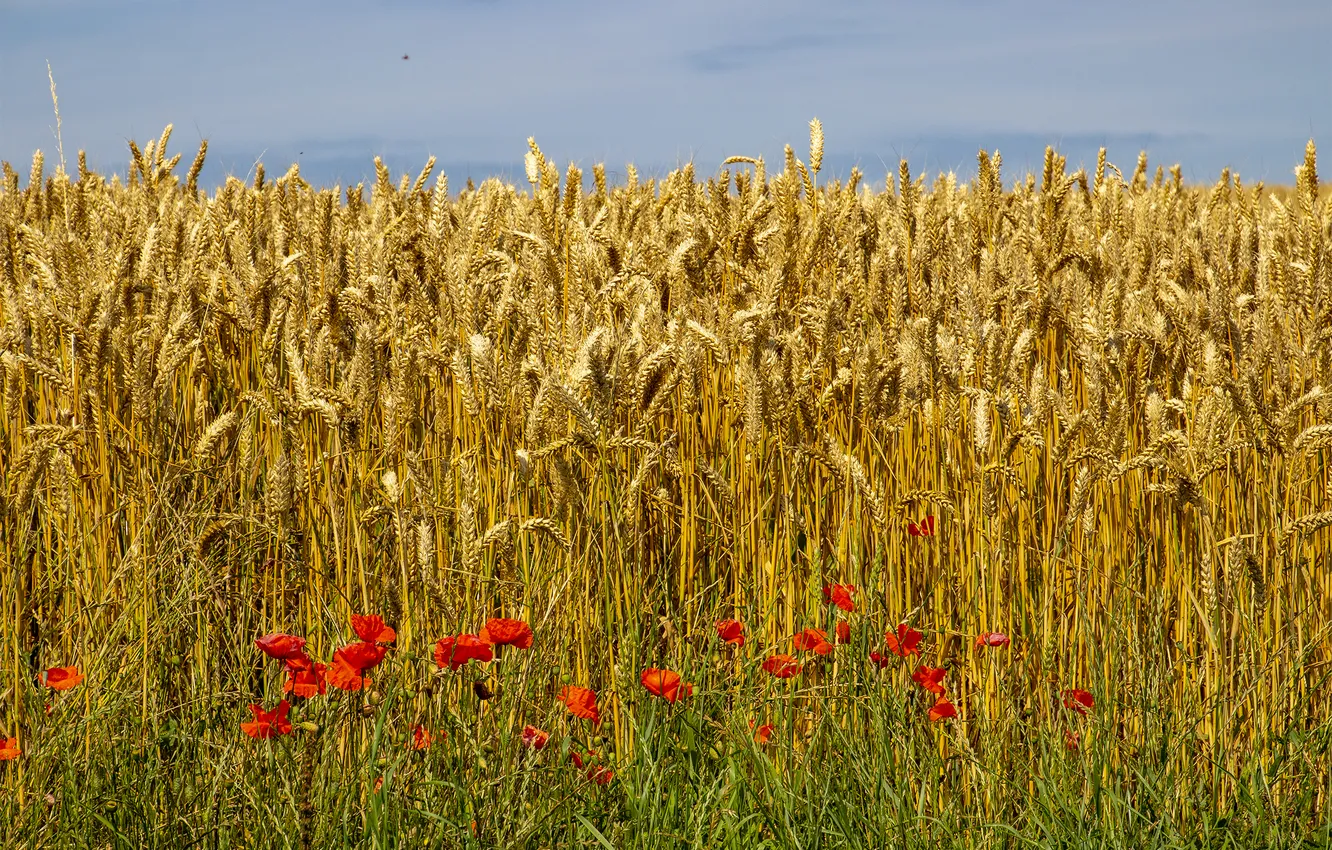 Photo wallpaper wheat, field, summer, Maki, ears