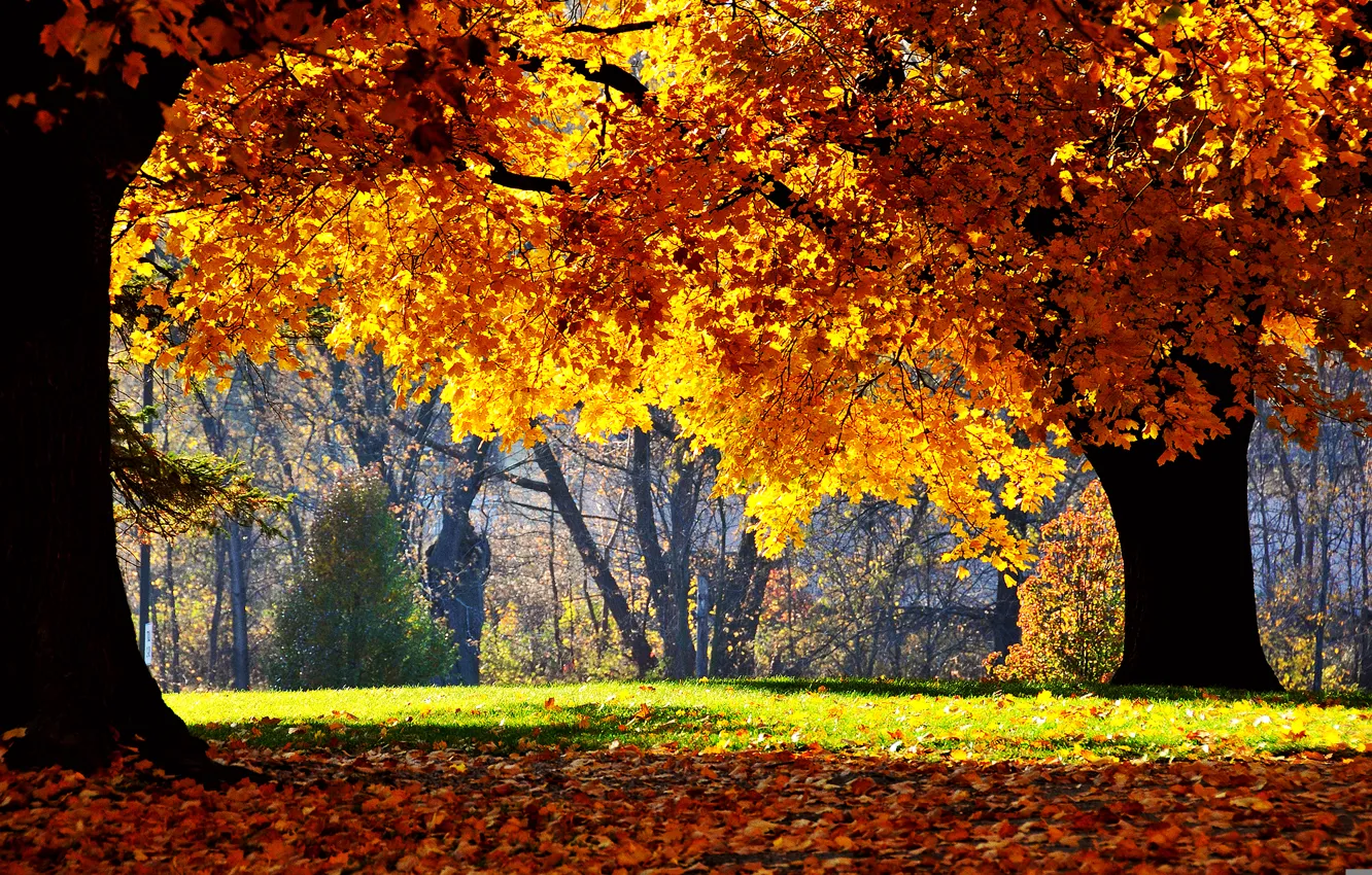 Photo wallpaper trees, nature, Park, photos, falling leaves, autumn leaves