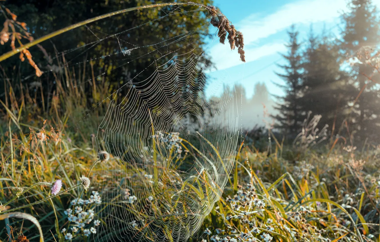 Photo wallpaper forest, summer, nature, Rosa, glare, web, morning