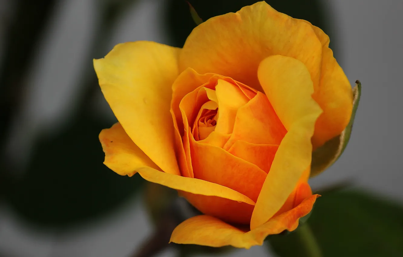Photo wallpaper flowers, orange, yellow, background, roses, petals, buds