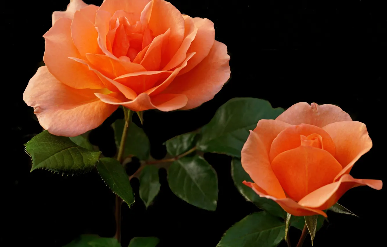 Photo wallpaper orange, roses, Bud