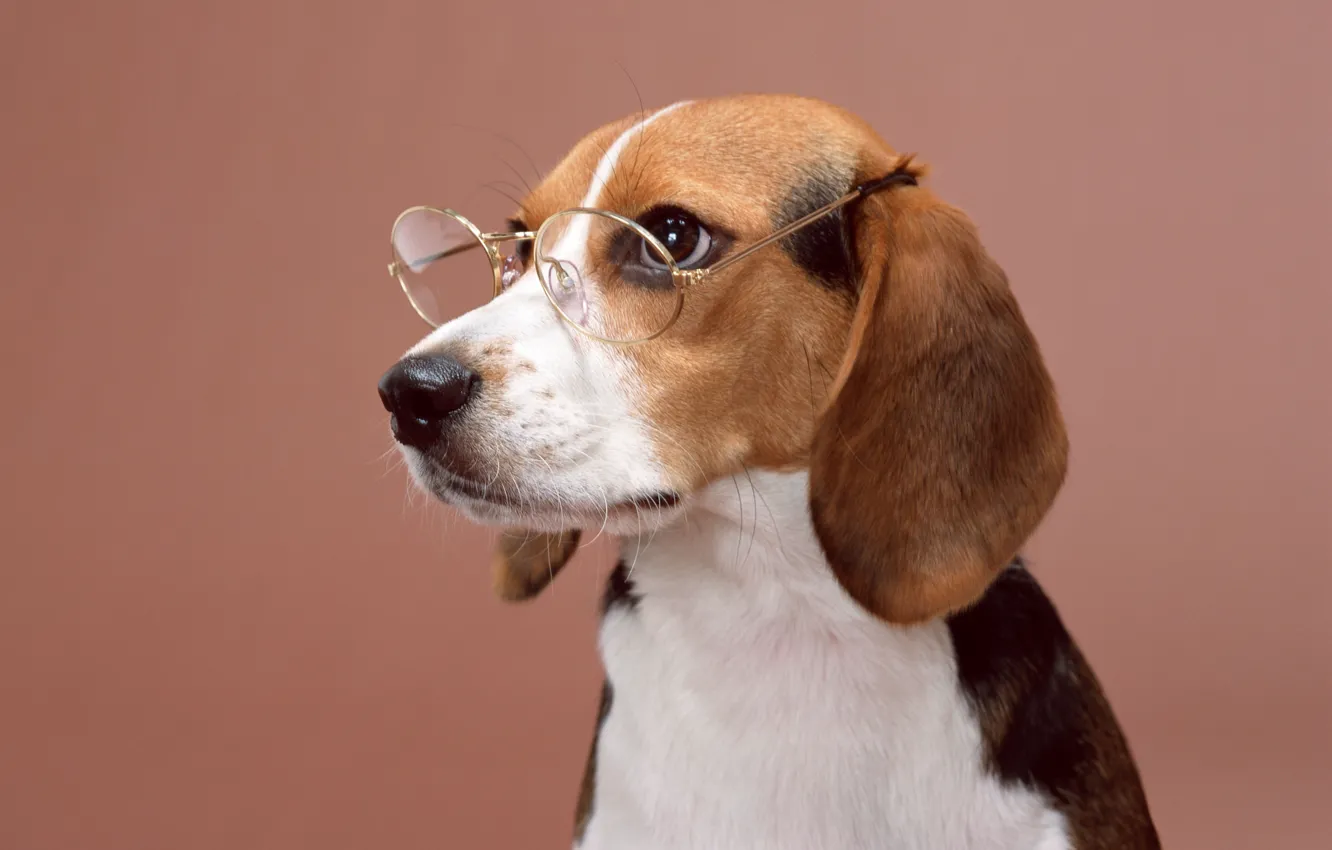 Photo wallpaper dog, glasses, dog, posing
