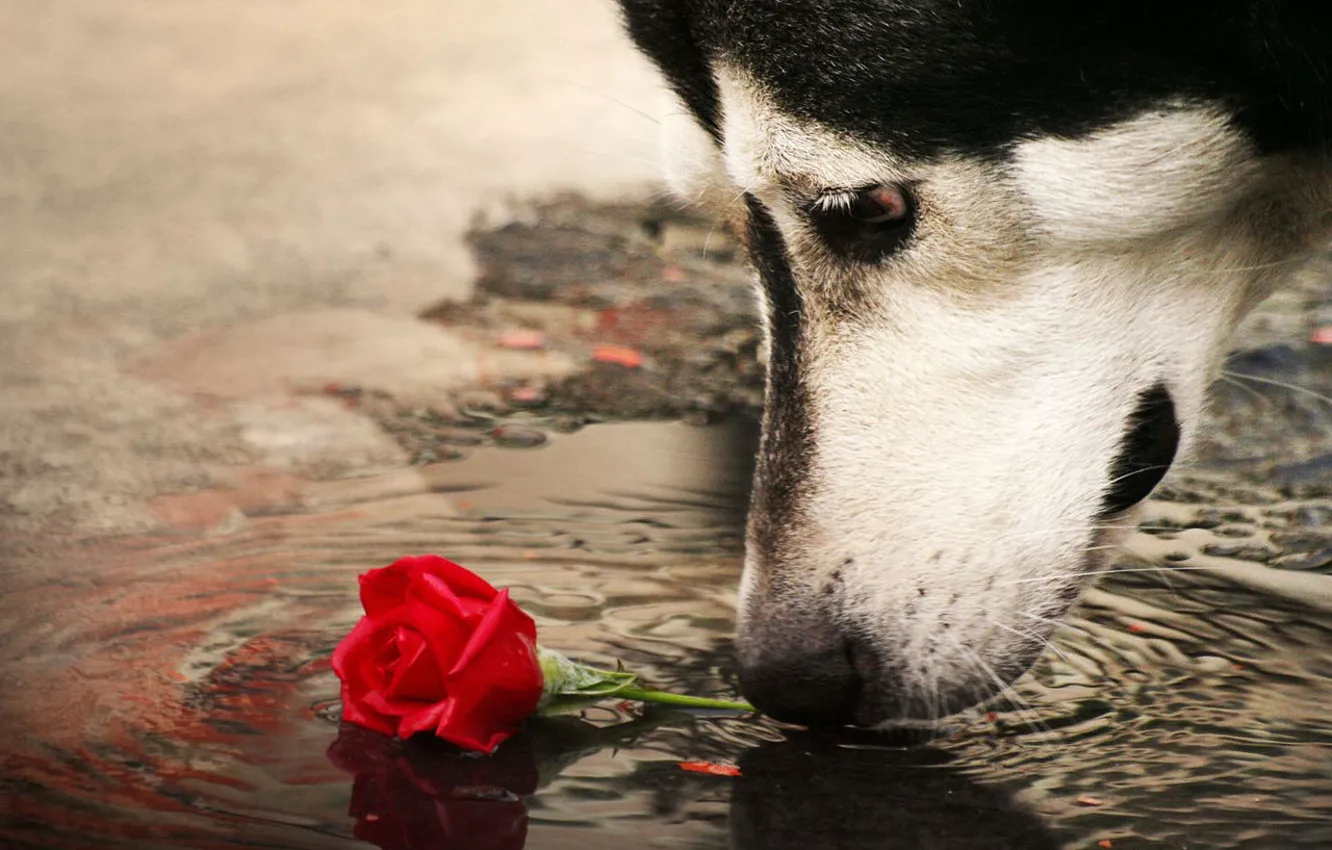 Photo wallpaper rose, dog, puddle