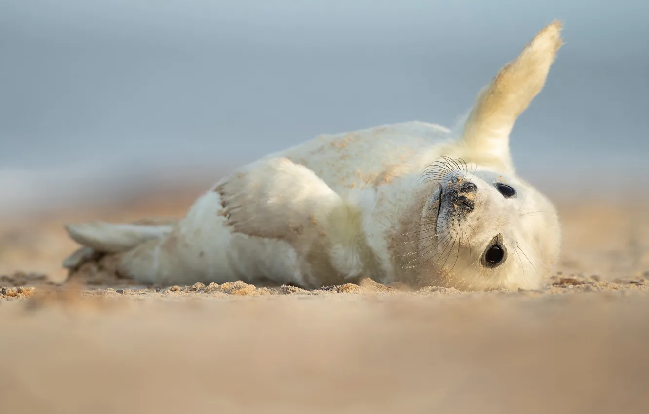 Photo wallpaper pose, shore, seal, baby, lies, cub, face, fins