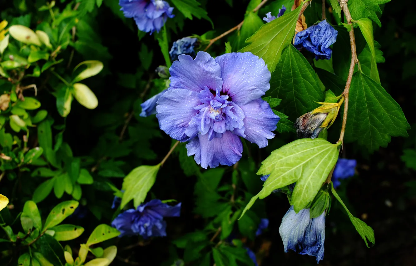 Photo wallpaper greens, leaves, drops, flowers, lilac, hibiscus, Hibiscus syriacus, blue chiffon