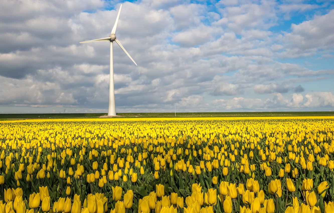 Photo wallpaper field, flowers, yellow, spring, tulips, windmills, a lot, plantation