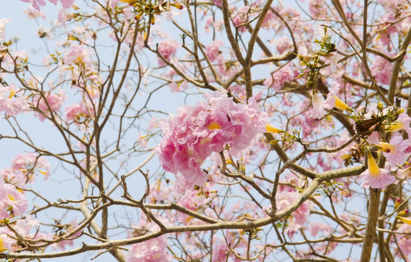 Photo wallpaper flowers, branches, spring, pink, flowering, pink, blossom, flowers