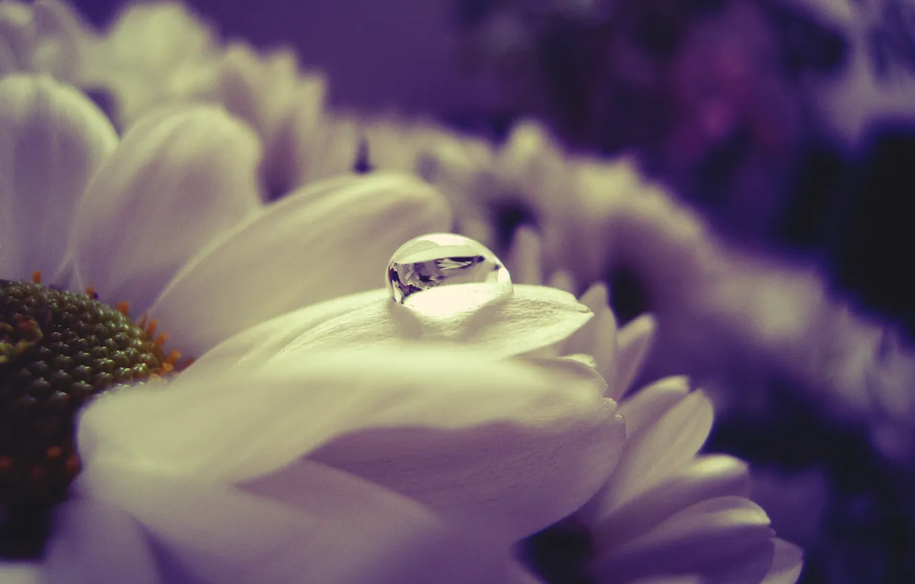 Photo wallpaper white, water, drops, macro, flowers, reflection, color, petals