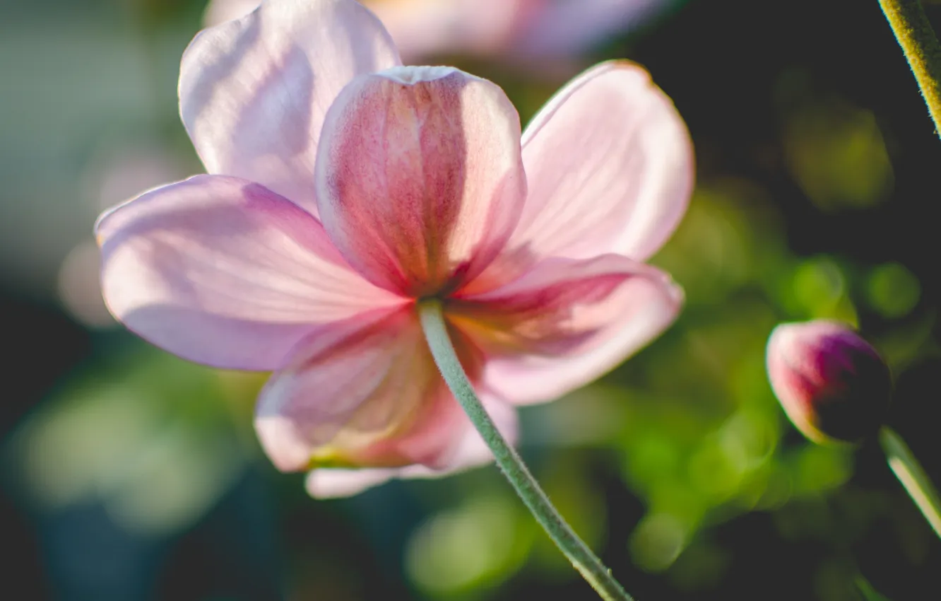 Photo wallpaper flowers, petals, pink