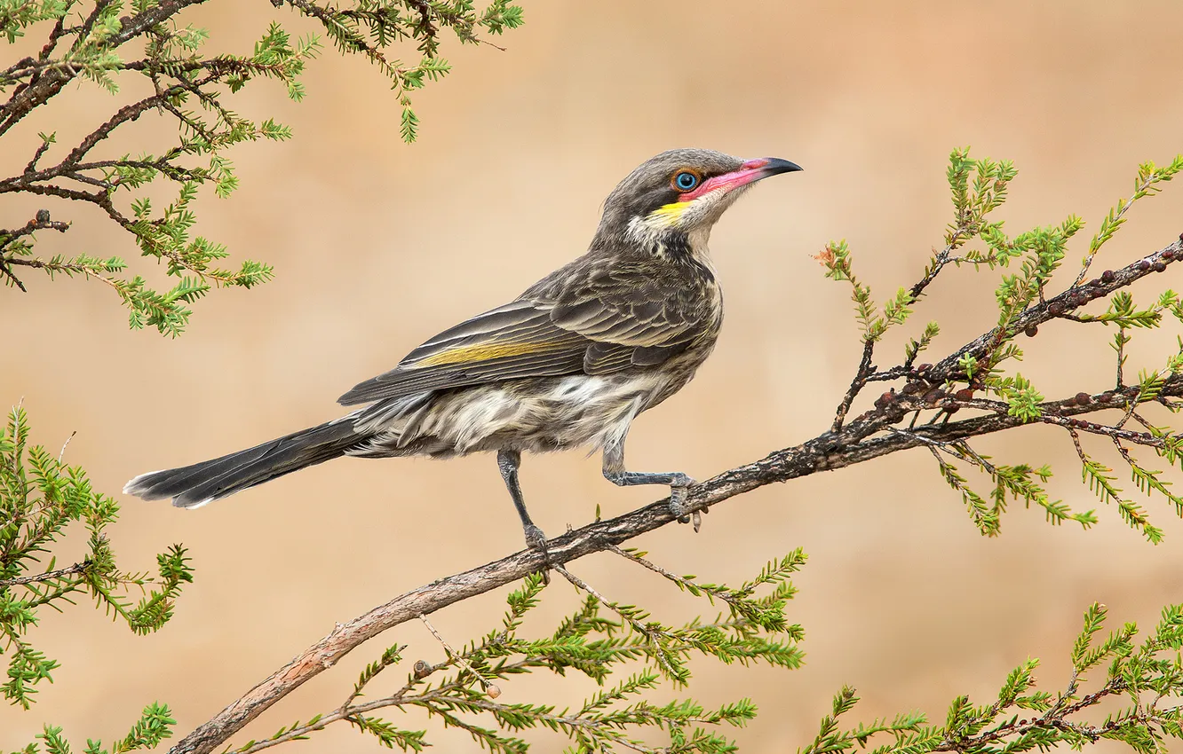 Photo wallpaper branches, nature, bird, iglewski honeyeater