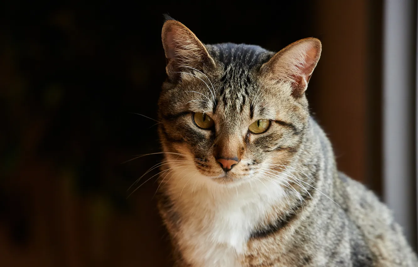 Photo wallpaper cat, mustache, look, face, Koshak, striped, Tomcat