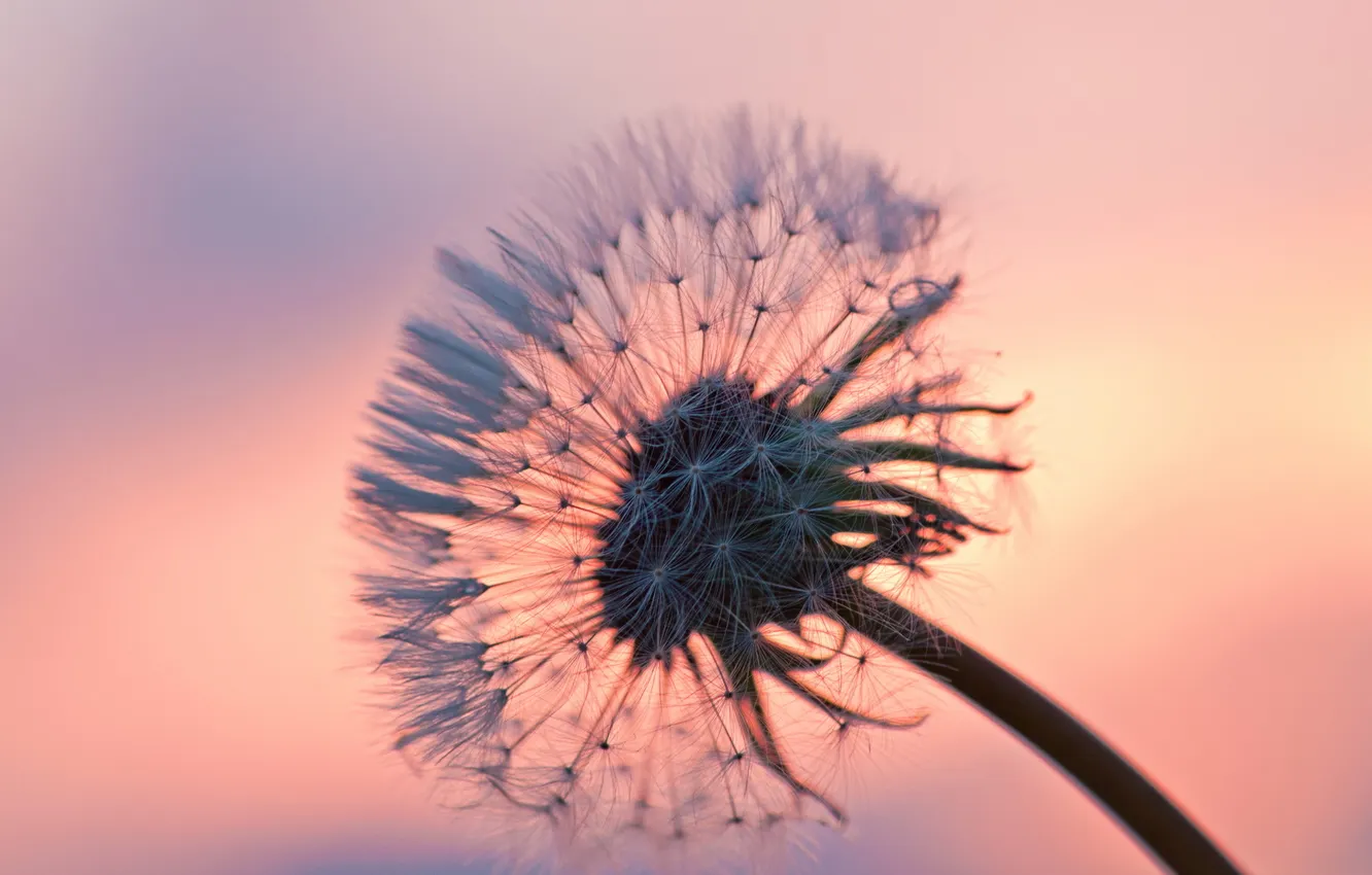 Photo wallpaper the sky, flowers, nature, dandelion