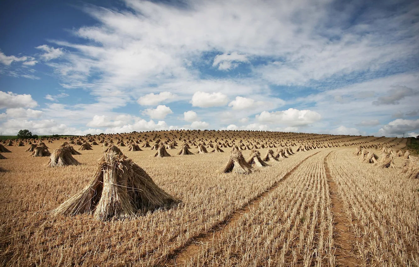 Photo wallpaper field, summer, the sky, clouds, nature, background, Wallpaper, horizon