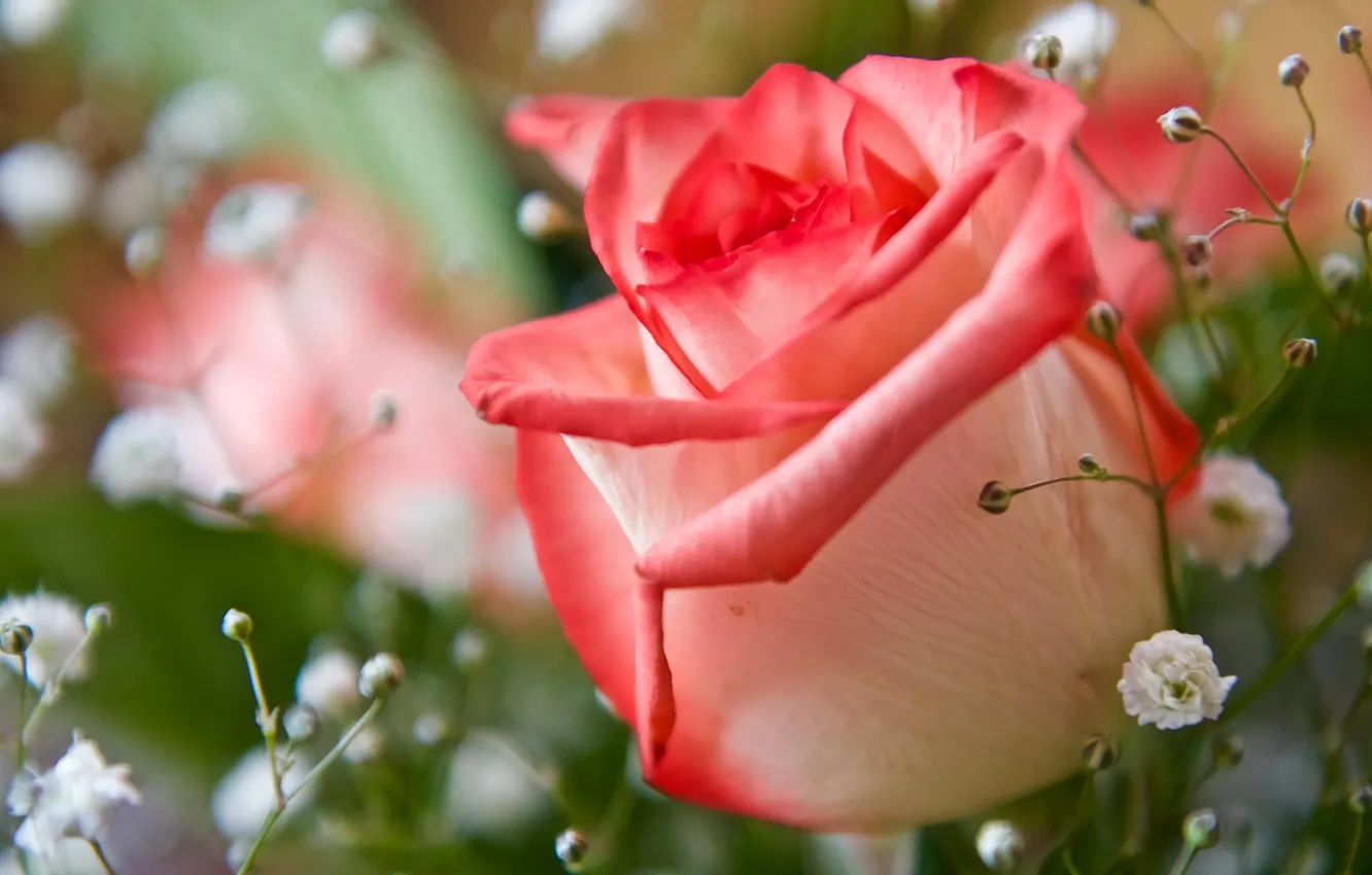 Photo wallpaper macro, roses, buds, gypsophila