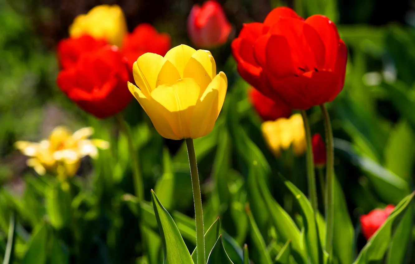 Photo wallpaper flowers, spring, tulips