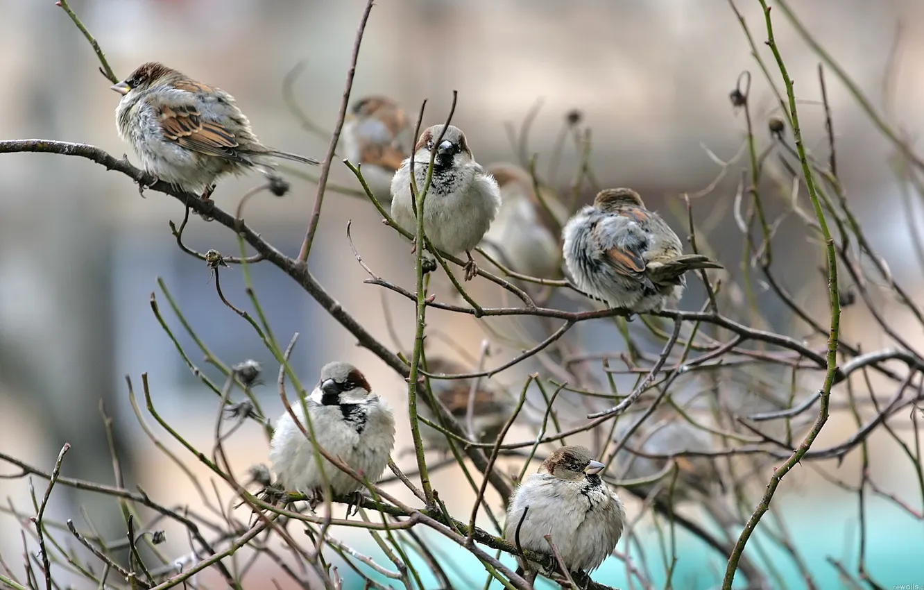 Photo wallpaper trees, branches, animal, bird, Sparrow