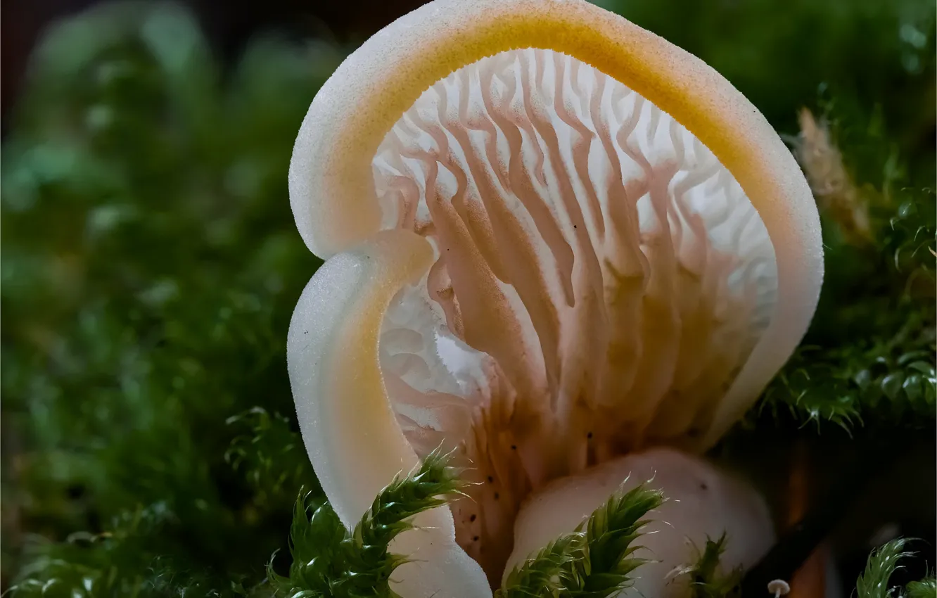 Photo wallpaper mushrooms, moss, Beat Buetikofer