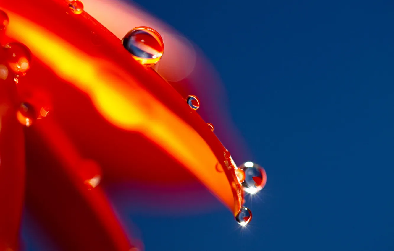 Photo wallpaper drops, flowers, orange, lights, background, petals