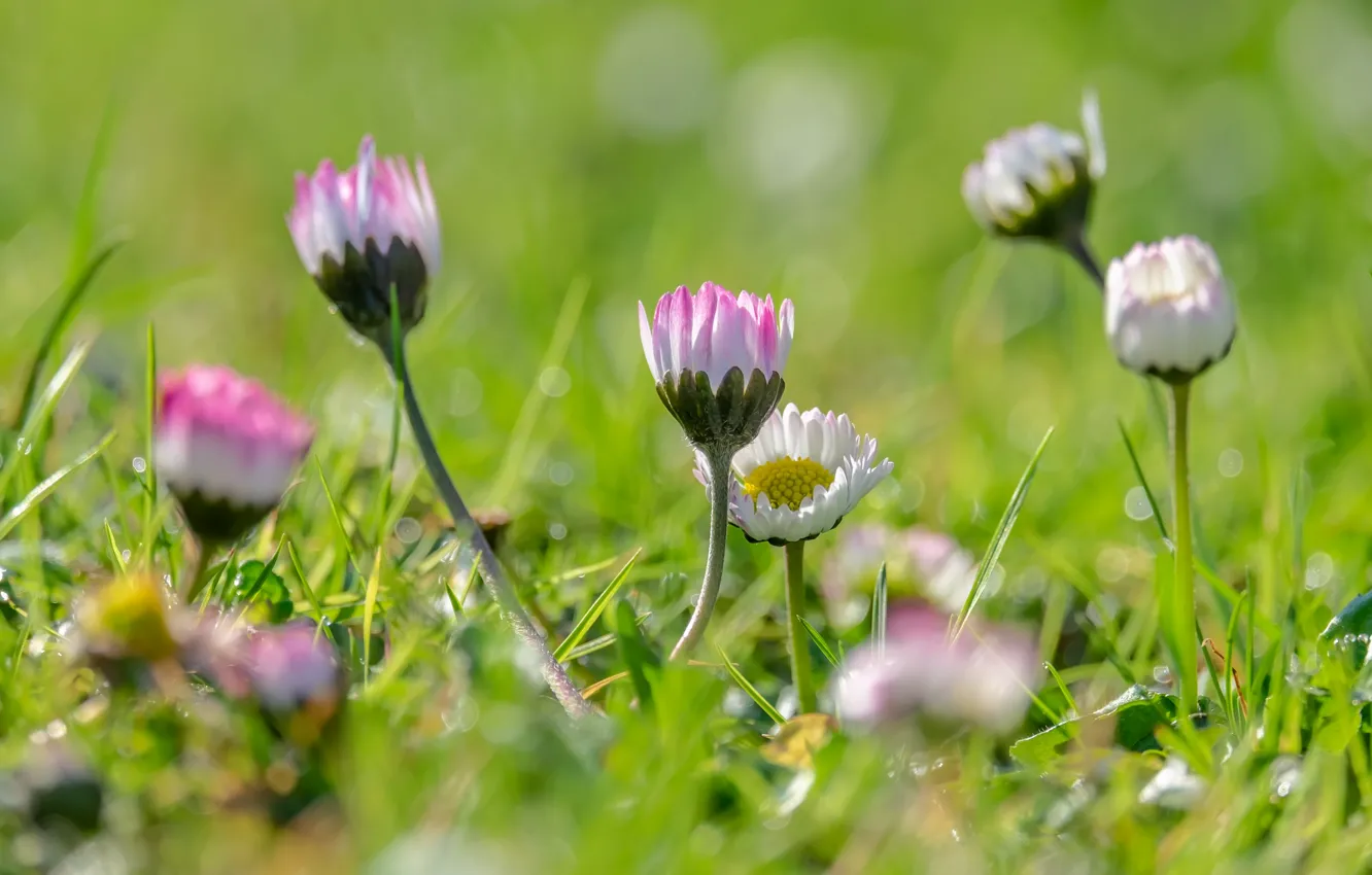 Photo wallpaper grass, flowers, spring, meadow, grass, flowers, spring, sunlight