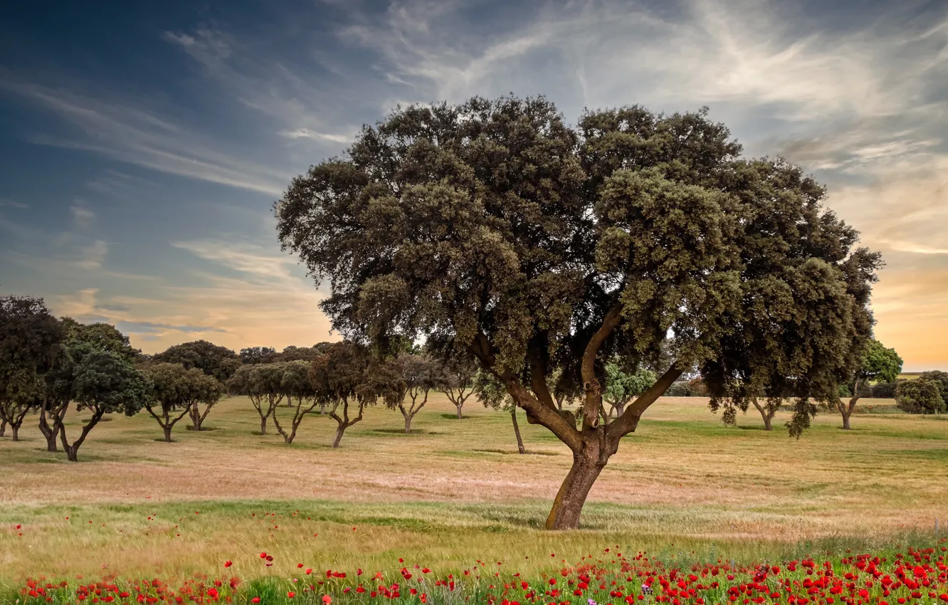 Photo wallpaper field, summer, clouds, trees, flowers, red, foliage, Maki