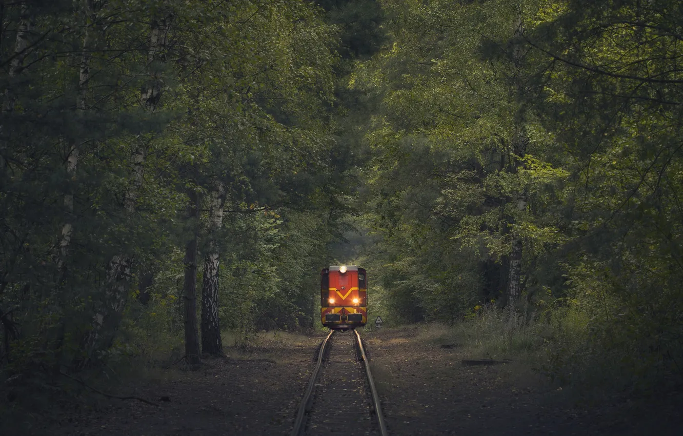 Photo wallpaper forest, train, rails