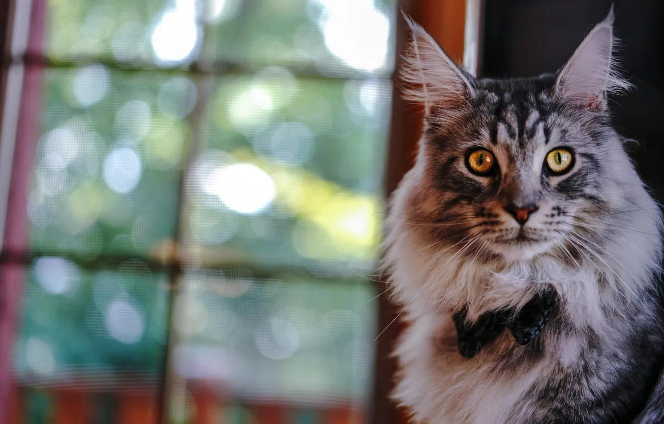 Photo wallpaper cat, cat, look, light, pose, grey, fluffy, window