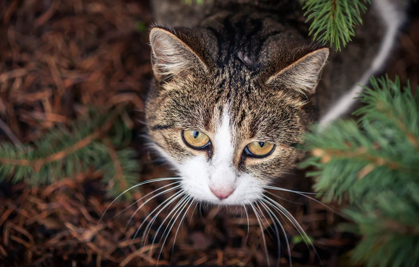 Photo wallpaper cat, cat, look, face, branches, nature, needles, striped